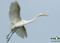 Great Egret