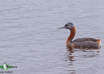 Great Grebe