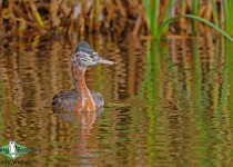 Great Grebe