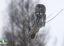 Great Grey Owl
