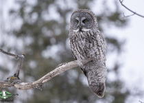 Great Grey Owl