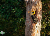 Great Hornbill