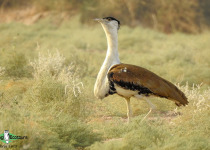 Great Indian Bustard