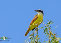 Great Kiskadee