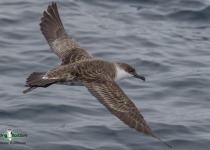 Great Shearwater