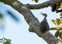 Great Slaty Woodpecker