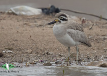 Great Stone-curlew