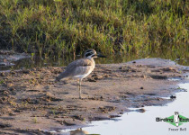 Great Stone-curlew