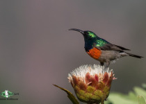 Greater Double-collared Sunbird