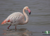 Greater Flamingo