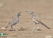 Greater Hoopoe-Lark