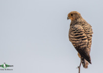 Greater kestrel