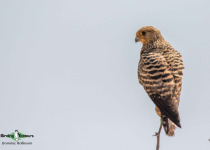 Greater kestrel