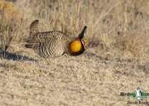 Greater Prairie Chicken