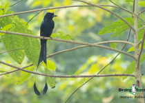 Greater Racket-tailed Drongo