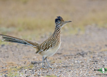 Greater Roadrunner