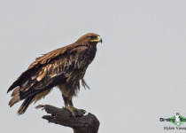 Greater Spotted Eagle