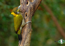 Greater Yellownape