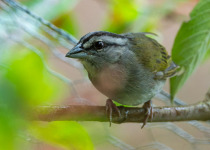 Green-backed Sparrow
