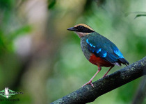 Green-breasted Pitta