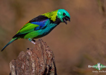 Green-headed Tanager