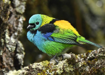 Green-headed Tanager