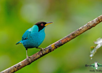 Green Honeycreeper