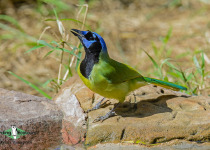 Green Jay