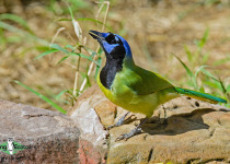 Green Jay