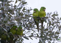 Green Parakeet