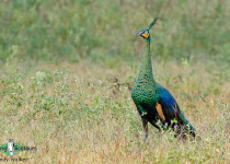 Green Peafowl