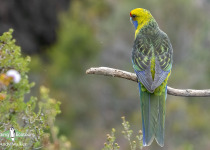 Green Rosella