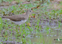 Green Sandpiper