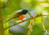 Green-tailed Sunbird