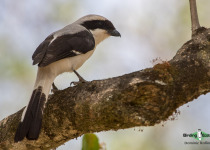 Grey-backed Fiscal