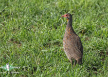 Grey-breasted Spurfowl
