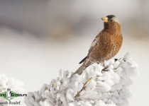 Grey-crowned Rosy Finch