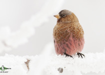 Grey-crowned Rosy Finch