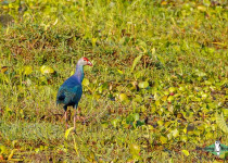 Grey-headed Swamphen