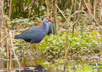 Grey-headed Swamphen
