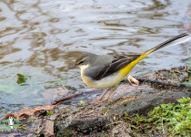 Grey Wagtail