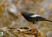 Grey-winged Blackbird