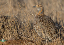 Grey-winged Francolin