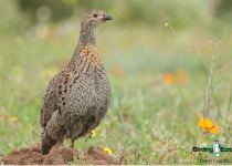 Grey-winged Francolin