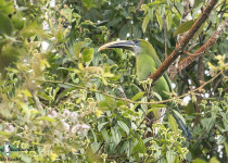 Groove-billed Toucanet