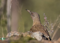 Ground Woodpecker