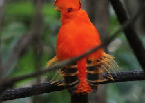 Guianan Cock-of-the-rock