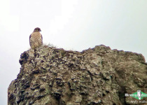 Gyrfalcon