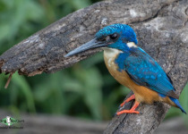 Half-collared kingfisher