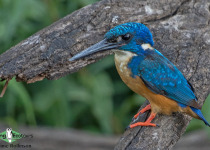 Half-collared kingfisher